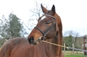 Buy a super horse